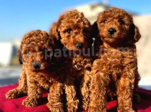 En Zeki Ikinci Irk, En Iyi Renk Tonlarında Toypoodle Yavrularımız