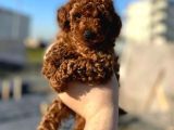 En Zeki Ikinci Irk, En Iyi Renk Tonlarında Toypoodle Yavrularımız