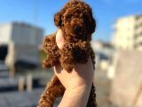 En Zeki Ikinci Irk, En Iyi Renk Tonlarında Toypoodle Yavrularımız
