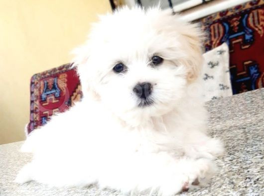 Maltesse Terri̇er