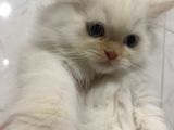 İran Chincilla Yavru Kedi