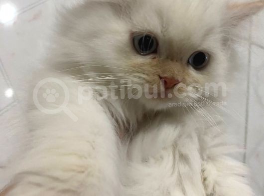 İran Chincilla Yavru Kedi görsel