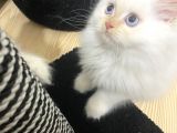 İran Chincilla Yavru Kedi