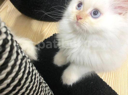 İran Chincilla Yavru Kedi