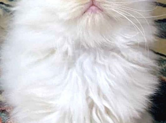 İran Chincilla Yavru Kedi görsel