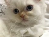 İran Chincilla Yavru Kedi