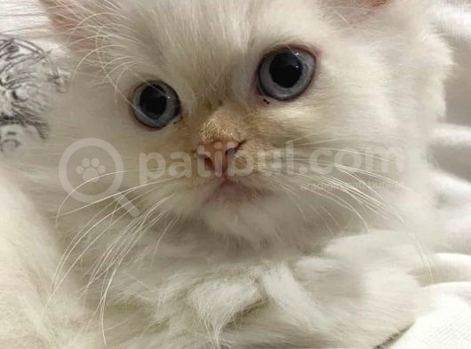 İran Chincilla Yavru Kedi görsel