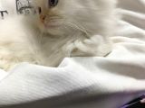 İran Chincilla Yavru Kedi