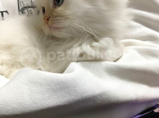 İran Chincilla Yavru Kedi görsel