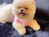 Ayı Surat Teddy Bear Pomeranian Boo Ayı Surat