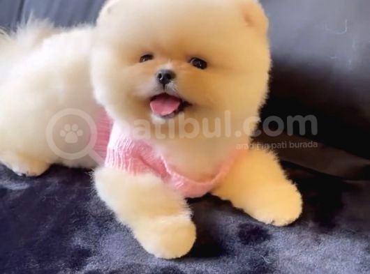 Ayı Surat Teddy Bear Pomeranian Boo Ayı Surat