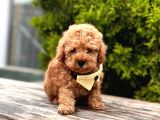 Toy Poodle Mini Boy Yavrular