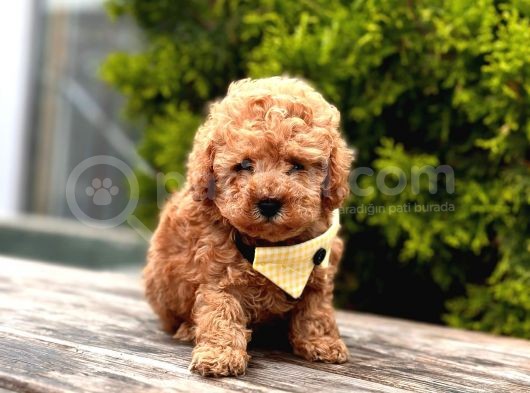 Toy Poodle Mini Boy Yavrular görsel