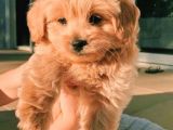 Safkan Apricot Toy Poodle Yavrular