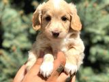 Latte Renk Maltıpoo