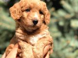 Poodle Görselinde Maltıpoo Yavrumuz