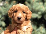Poodle Görselinde Maltıpoo Yavrumuz