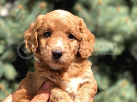 Poodle Görselinde Maltıpoo Yavrumuz görsel