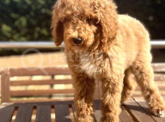 Labradoodle Medium Ve Dev Boy Amerikan Gen görsel