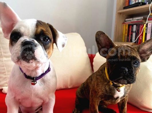 En Sevimli French Bulldog Yavruları görsel