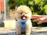 Ayıcık Surat Boo Pomeranian Yavrular