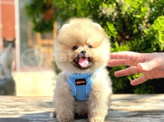 Ayıcık Surat Boo Pomeranian Yavrular görsel