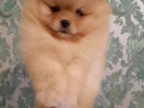 Muhteşem Surat Basık Burun Teddy Bear Pomeranian