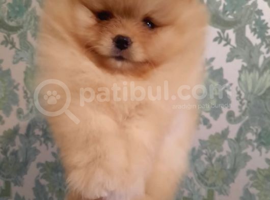 Muhteşem Surat Basık Burun Teddy Bear Pomeranian görsel