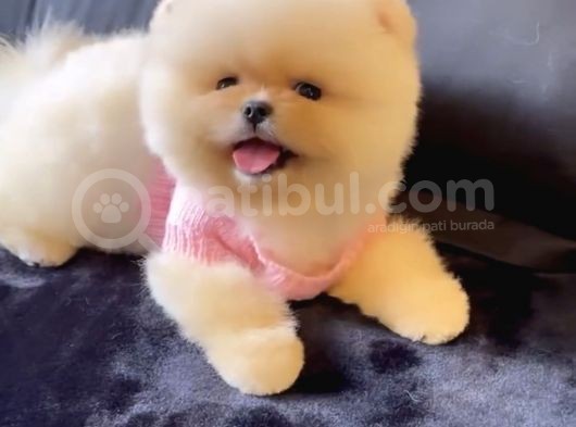 Ayı Surat Teddy Bear Pomeranian Boo Ayı Surat görsel