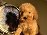 Toypoodle Bebeklerimiz