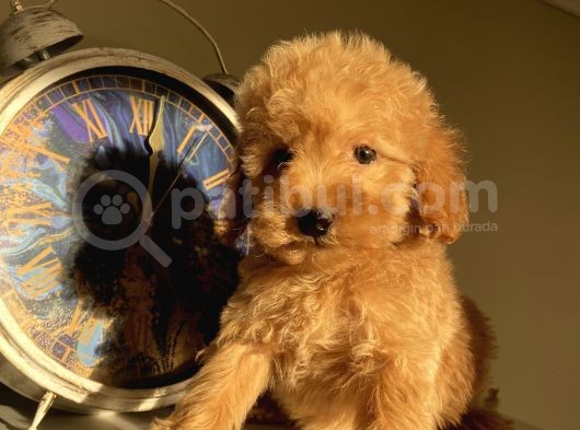 Toypoodle Bebeklerimiz görsel
