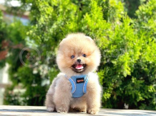 Ayıcık Surat Boo Pomeranian Yavrular görsel