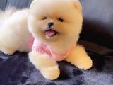 Ayı Surat Teddy Bear Pomeranian Boo Ayı Surat