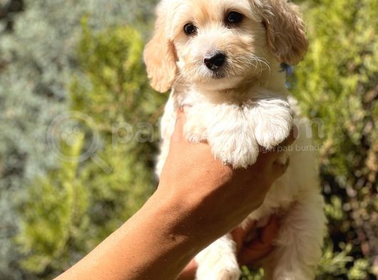 Babyface Maltıpoo