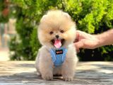 Ayıcık Surat Boo Pomeranian Yavrular