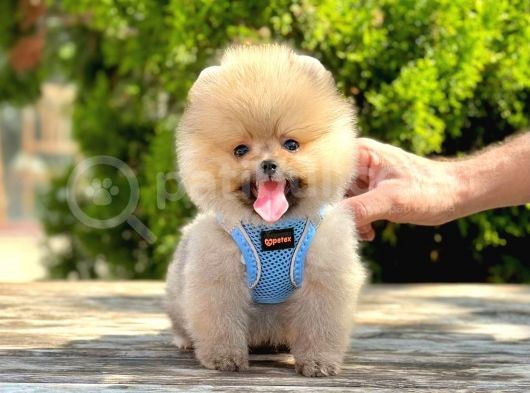 Ayıcık Surat Boo Pomeranian Yavrular görsel