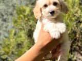 Babyface Maltıpoo