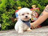 Mini Boy Maltese Sıfır Numara Yavrular