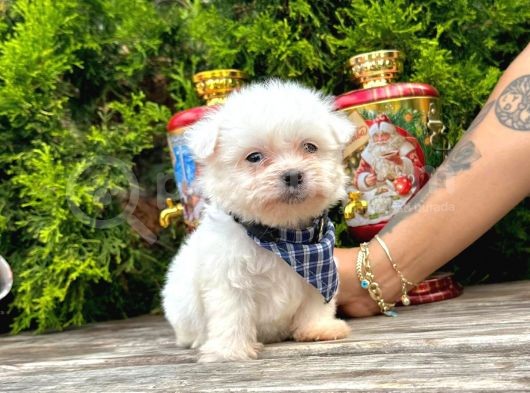 Mini Boy Maltese Sıfır Numara Yavrular görsel