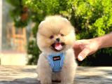 Ayıcık Surat Boo Pomeranian Yavrular