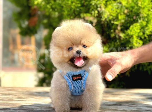 Ayıcık Surat Boo Pomeranian Yavrular