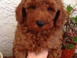 Red- Apricot Toy Poodle Yavrular