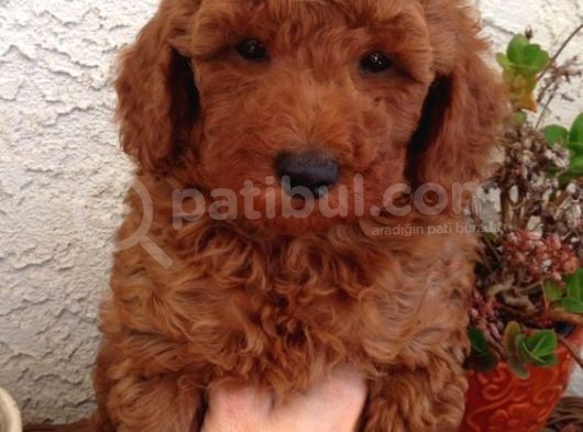 Red- Apricot Toy Poodle Yavrular