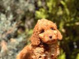 Red Toy Poodle Yavrumuz
