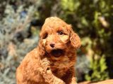 Red Toy Poodle Yavrumuz