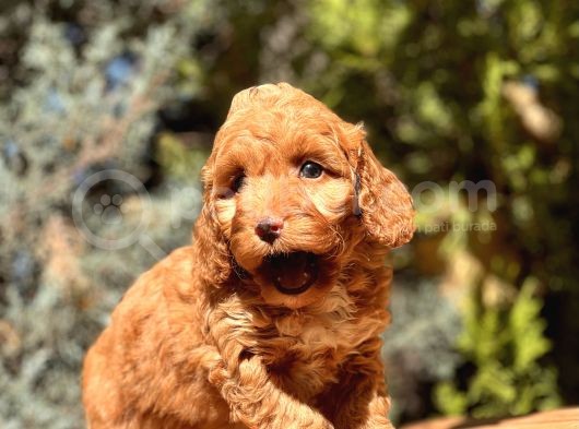 Red Toy Poodle Yavrumuz görsel