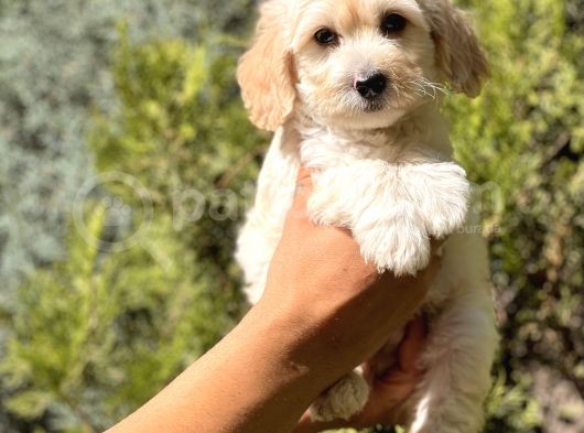 Babyface Maltıpoo görsel