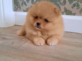 Muhteşem Surat Basık Burun Teddy Bear Pomeranian