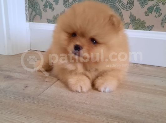 Muhteşem Surat Basık Burun Teddy Bear Pomeranian görsel