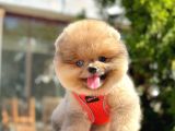 Safkan Teddy Bear Pomeranian Yavrular